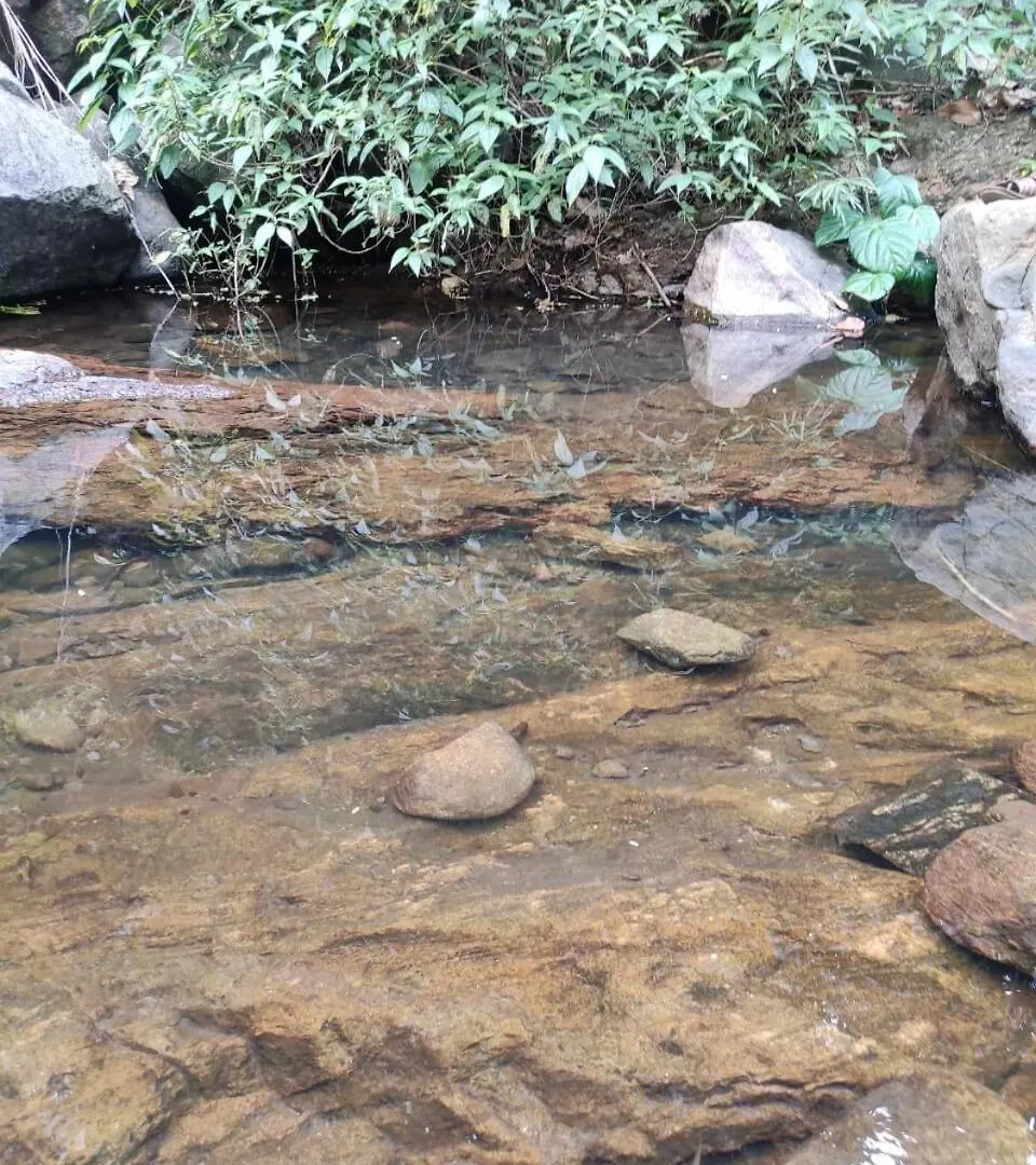 Vasudha Eco Homestay Paithalmala