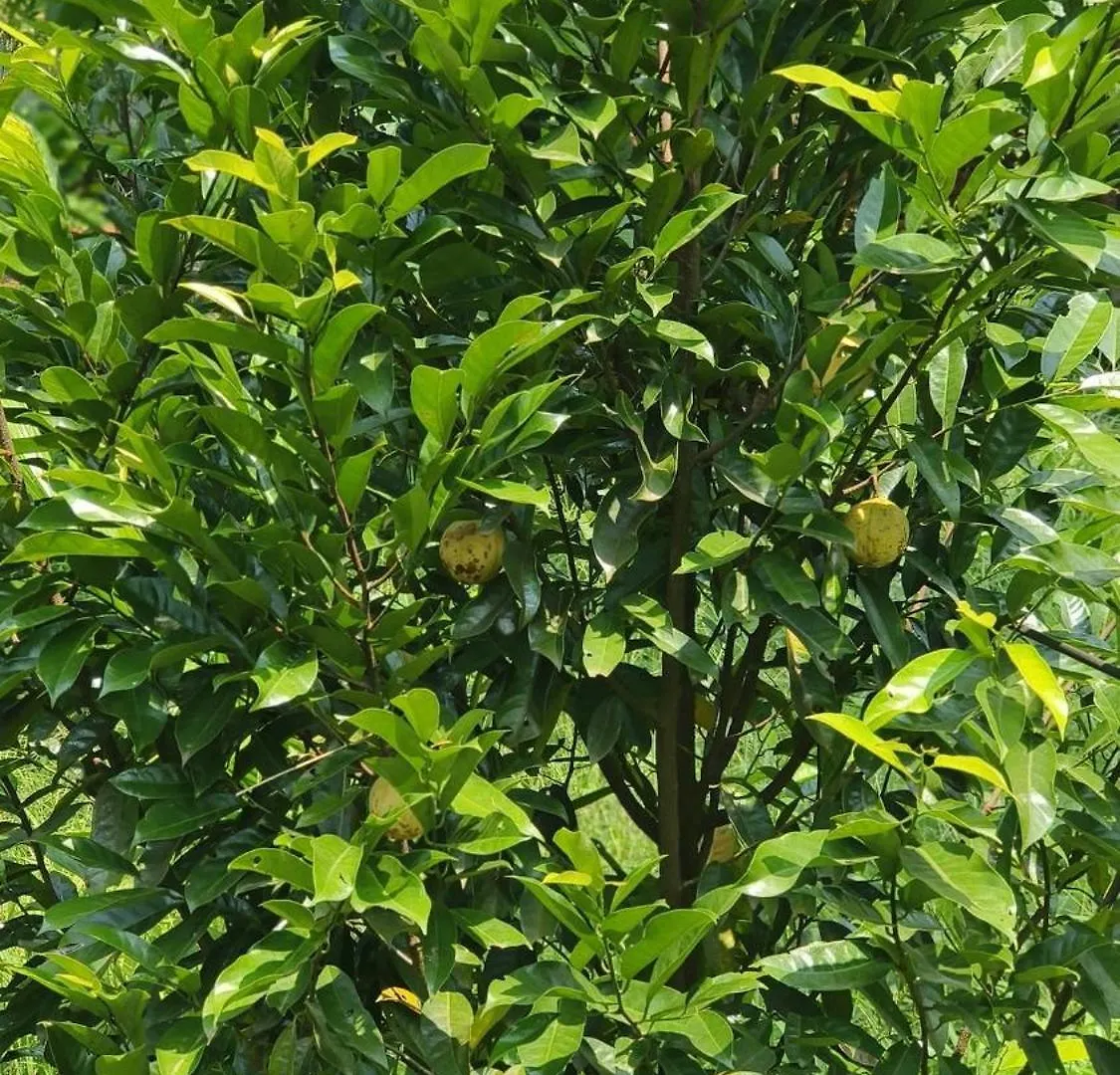 Vasudha Eco Homestay Paithalmala