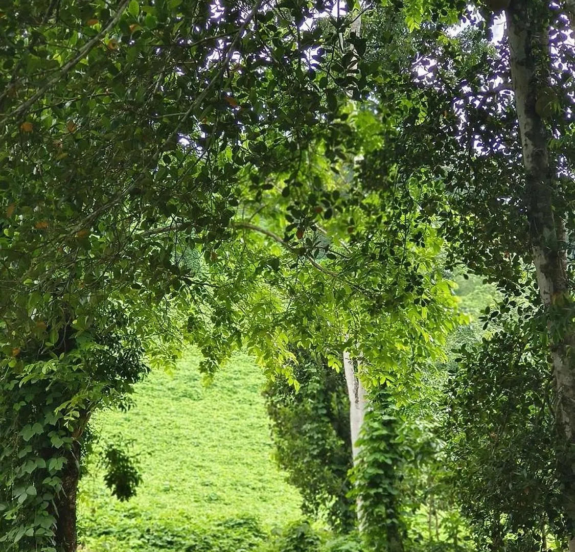 Casa vacanze Vasudha Eco Homestay Paithalmala India